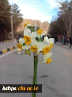 اردوی راهیان مقاومت  2