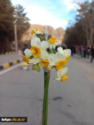 اردوی راهیان مقاومت 