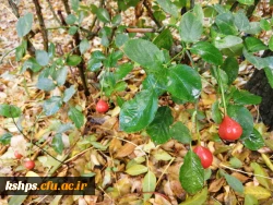 آغاز ثبت نام غیر حضوری مهارت آموزان ماده 28 رشته های دبیری ، تربیت بدنی، امور تربیتی، مراقب سلامت و مشاور واحد آموزشی 2