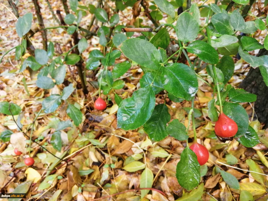 آغاز ثبت نام غیر حضوری مهارت آموزان ماده 28 رشته های دبیری ، تربیت بدنی، امور تربیتی، مراقب سلامت و مشاور واحد آموزشی 2